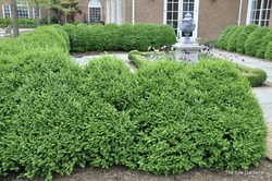 Buxus x 'Green Mountain' — photo 2